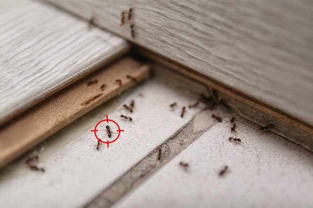 Best Pest Inspection Near Me  in Thomaston, GA